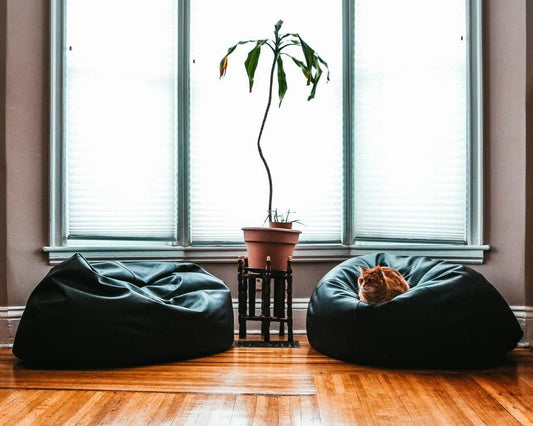 Black Beanbag Indoor Company 123 