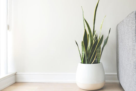 White Ceramic Pot Indoor Rustic LTD 